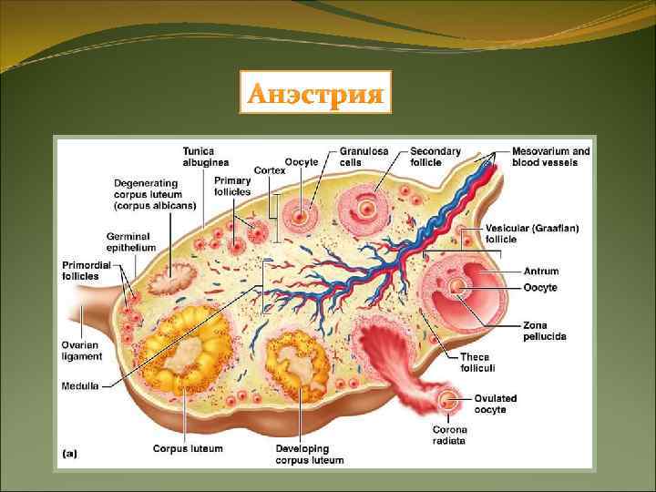 Расщепленная течка Расщепленная течка