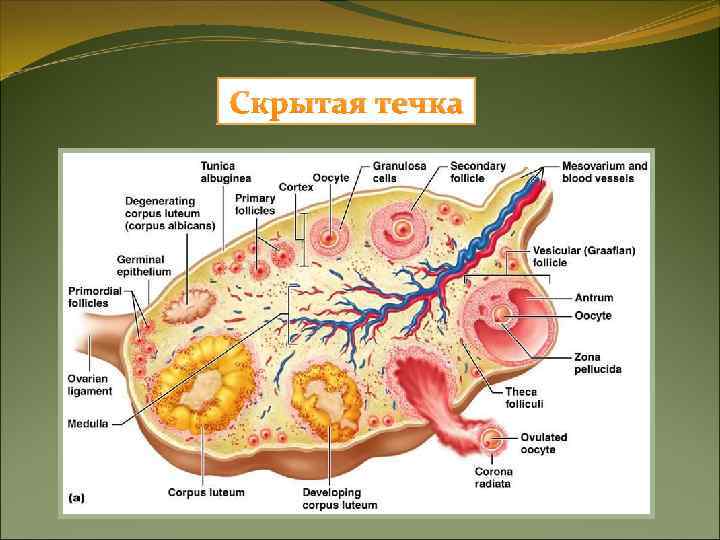 Отсутствие овуляции Отсутствие овуляции
