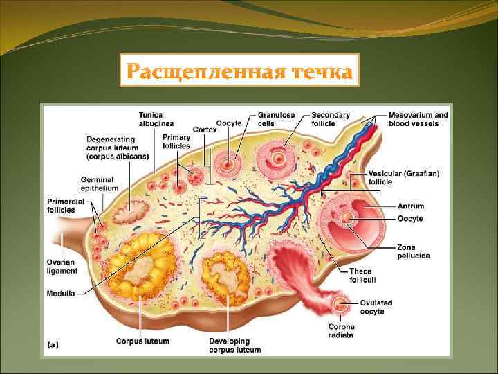 Укороченный проэструс Укороченный проэструс