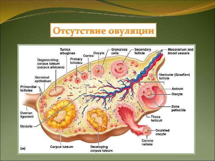 Затяжной проэструс Затяжной проэструс