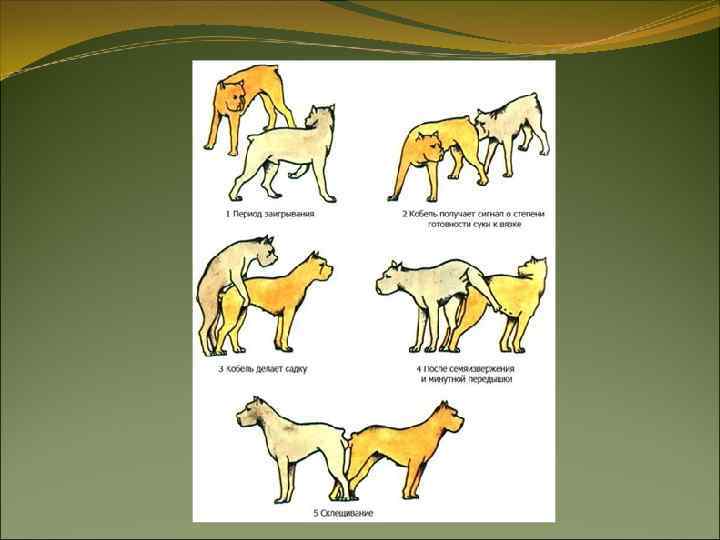 При полноценном половом цикле в стадии возбуждения (по Студенцову) проявляются все феномены: течка, половое При полноценном половом цикле в стадии возбуждения (по Студенцову) проявляются все феномены: течка, половое