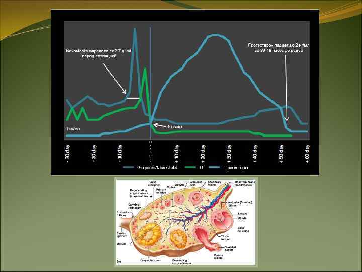 Механизм действия гормонов Мембранный механизм Механизм действия гормонов Мембранный механизм