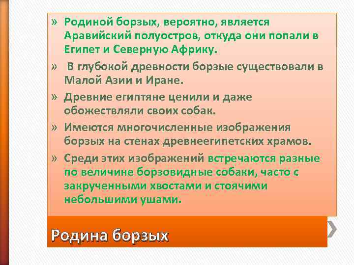 » Родиной борзых, вероятно, является  Аравийский полуостров, откуда они попали в  Египет