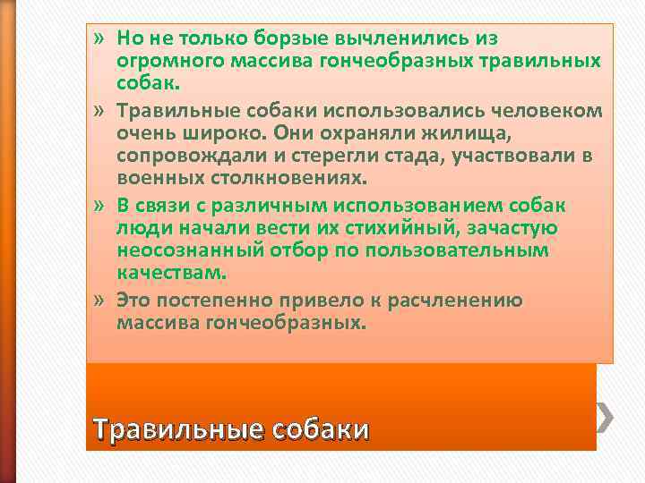 » Но не только борзые вычленились из  огромного массива гончеобразных травильных  собак.