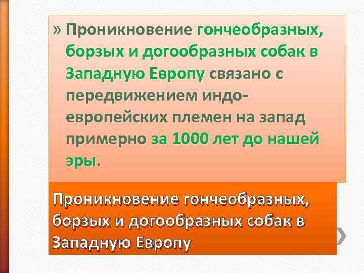 » Проникновение гончеобразных, борзых и догообразных собак в  Западную Европу связано с 
