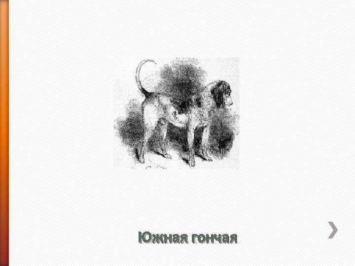 Южная гончая 
