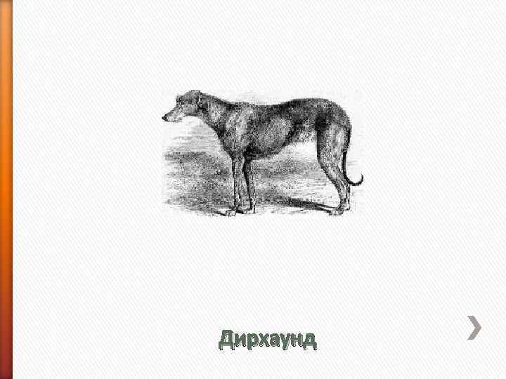 Дирхаунд 