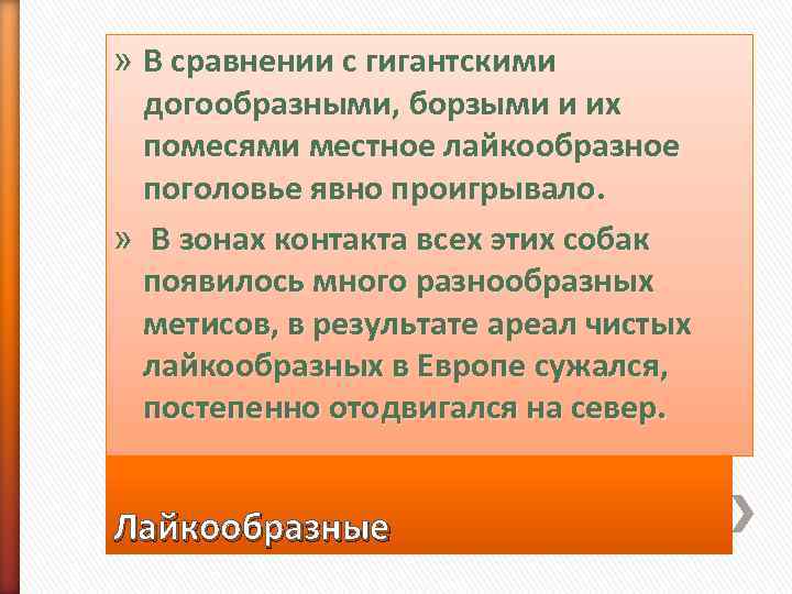 » В сравнении с гигантскими  догообразными, борзыми и их  помесями местное лайкообразное
