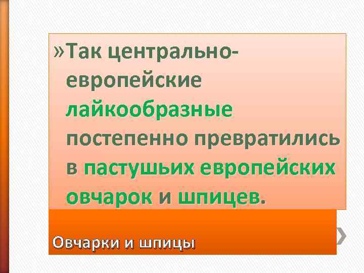 » Так центрально- европейские  лайкообразные  постепенно превратились  в пастушьих европейских 