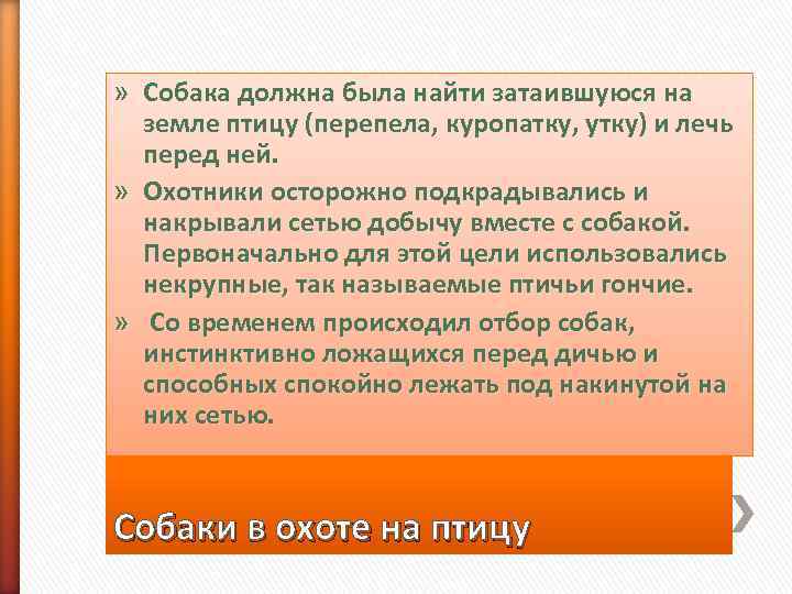 » Собака должна была найти затаившуюся на  земле птицу (перепела, куропатку, утку) и