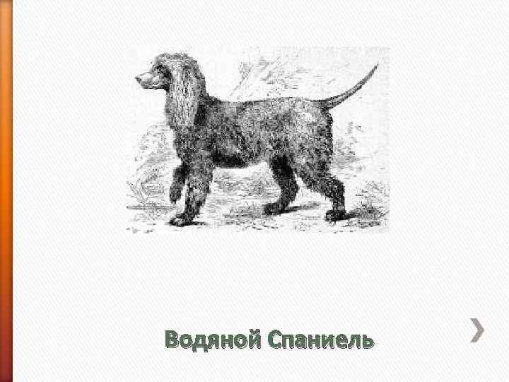 Водяной Спаниель 