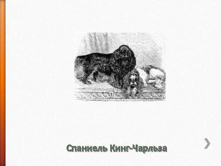 Спаниель Кинг-Чарльза 