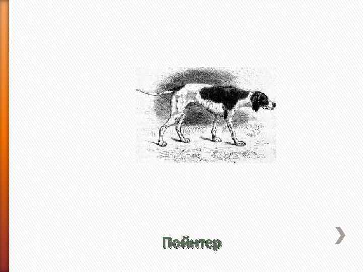 Пойнтер 