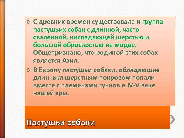 » С древних времен существовала и группа  пастушьих собак с длинной, часто 