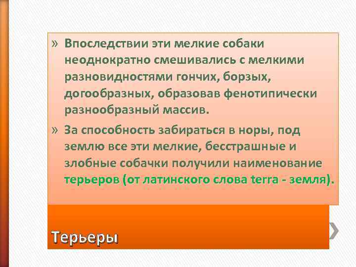 » Впоследствии эти мелкие собаки  неоднократно смешивались с мелкими  разновидностями гончих, борзых,