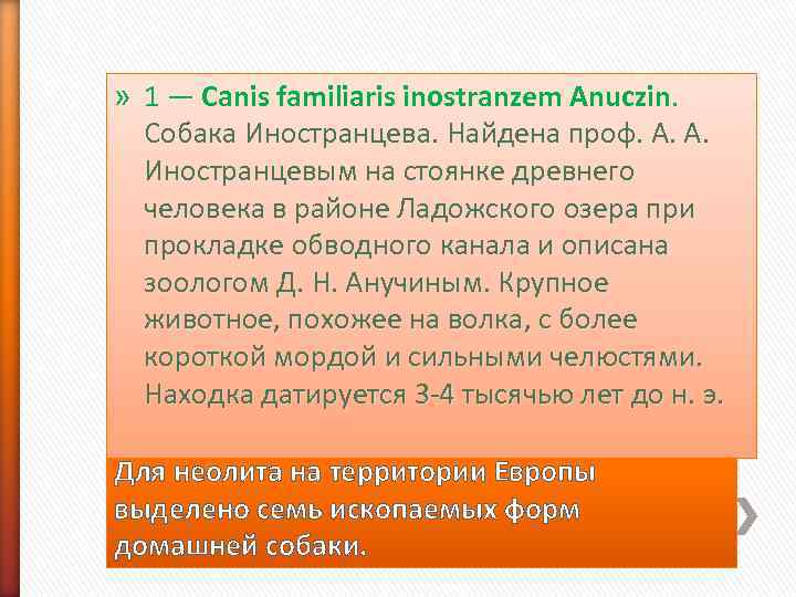 » 1 — Canis familiaris inostranzem Anuczin. Собака Иностранцева. Найдена проф. А. А. Иностранцевым