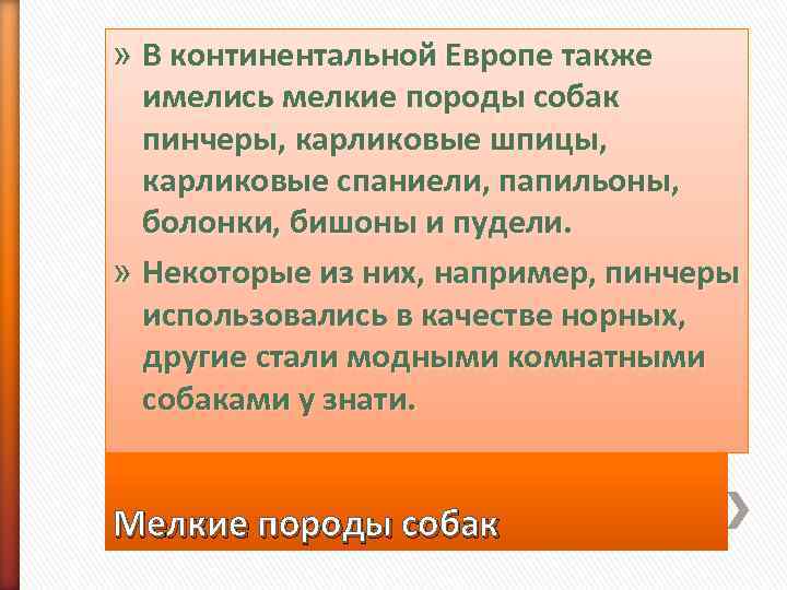 » В континентальной Европе также  имелись мелкие породы собак  пинчеры, карликовые шпицы,