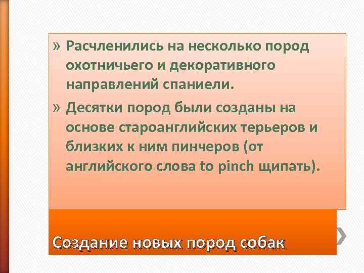 » Расчленились на несколько пород  охотничьего и декоративного  направлений спаниели.  »