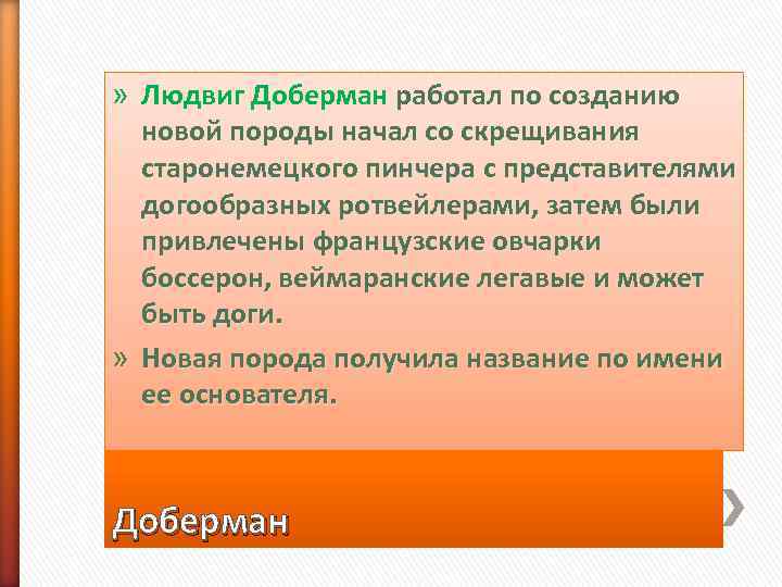 » Людвиг Доберман работал по созданию  новой породы начал со скрещивания  старонемецкого