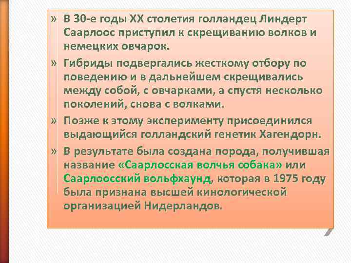 » В 30 -е годы XX столетия голландец Линдерт  Саарлоос приступил к скрещиванию