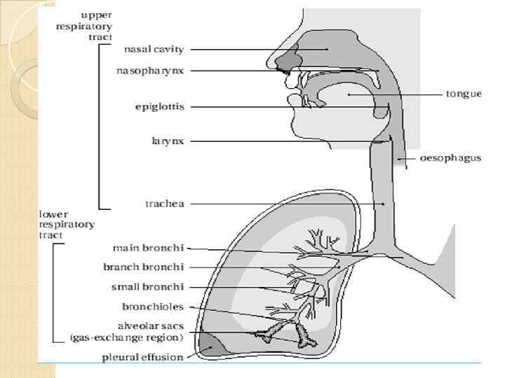 Легкие: до 300 млн. альвеол, площадь до 80 м 2 