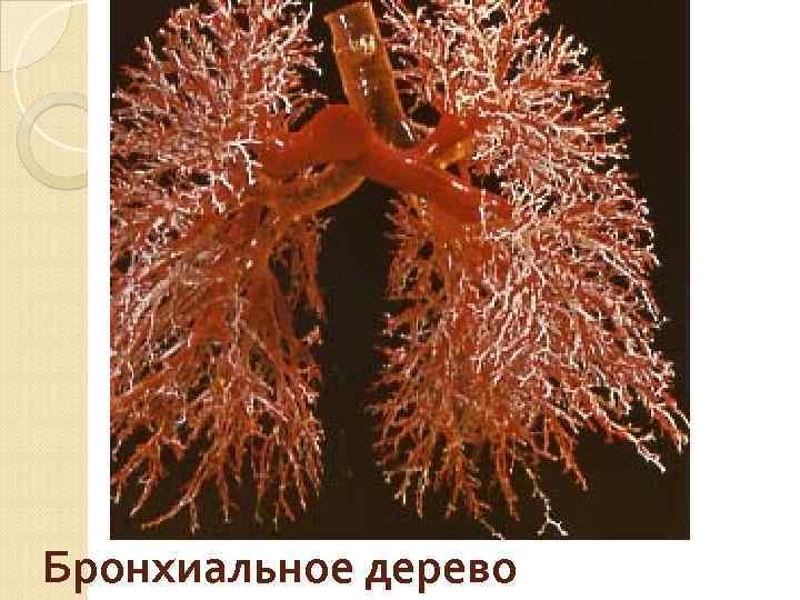 Легкие (норма) 