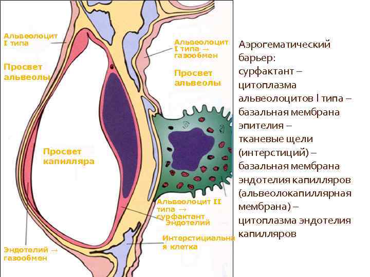  • Хронический бронхит  Заболевание, которое характеризуется  постоянным кашлем с выделением 