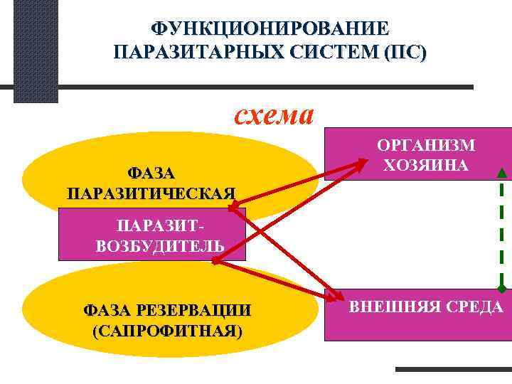  ФУНКЦИОНИРОВАНИЕ ПАРАЗИТАРНЫХ СИСТЕМ (ПС) схема ОРГАНИЗМ ФАЗА ХОЗЯИНА ПАРАЗИТИЧЕСКАЯ ПАРАЗИТ- ВОЗБУДИТЕЛЬ ФАЗА РЕЗЕРВАЦИИ