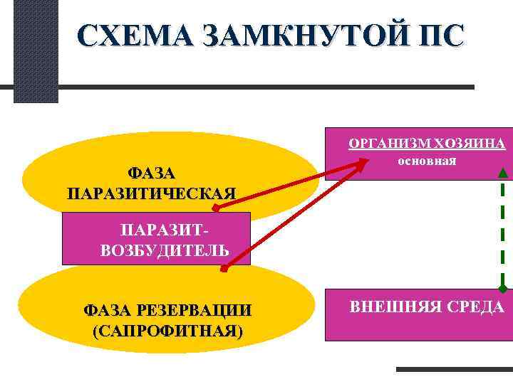 СХЕМА ЗАМКНУТОЙ ПС ОРГАНИЗМ ХОЗЯИНА основная ФАЗА ПАРАЗИТИЧЕСКАЯ ПАРАЗИТ- ВОЗБУДИТЕЛЬ ФАЗА РЕЗЕРВАЦИИ ВНЕШНЯЯ СРЕДА