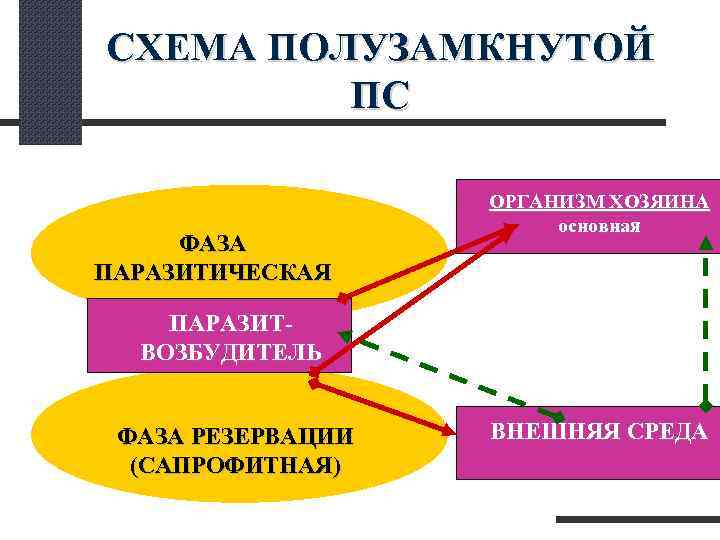 СХЕМА ПОЛУЗАМКНУТОЙ ПС ОРГАНИЗМ ХОЗЯИНА основная ФАЗА ПАРАЗИТИЧЕСКАЯ ПАРАЗИТ- ВОЗБУДИТЕЛЬ ФАЗА РЕЗЕРВАЦИИ ВНЕШНЯЯ СРЕДА