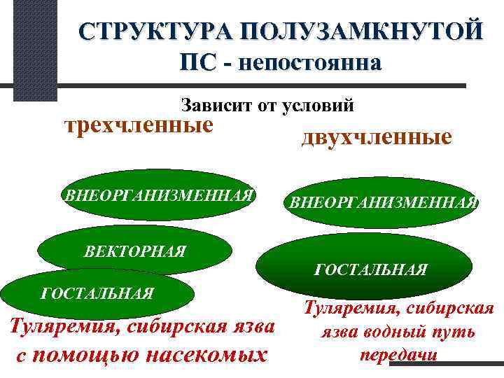  СТРУКТУРА ПОЛУЗАМКНУТОЙ ПС - непостоянна Зависит от условий трехчленные двухчленные ВНЕОРГАНИЗМЕННАЯ ВЕКТОРНАЯ ГОСТАЛЬНАЯ