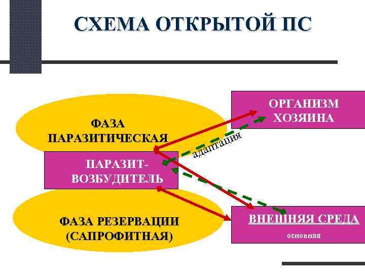  СХЕМА ОТКРЫТОЙ ПС ОРГАНИЗМ ФАЗА ХОЗЯИНА ПАРАЗИТИЧЕСКАЯ а ция ад апт ПАРАЗИТ- ВОЗБУДИТЕЛЬ