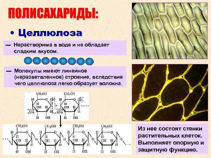 ПОЛИСАХАРИДЫ: • Целлюлоза ▬ Нерастворима в воде и не обладает сладким вкусом. ▬ Молекулы