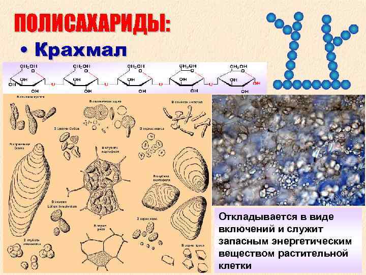 ПОЛИСАХАРИДЫ: • Крахмал Откладывается в виде включений и служит запасным энергетическим веществом растительной клетки