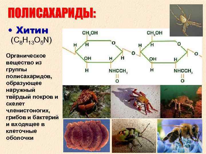 ПОЛИСАХАРИДЫ: • Хитин (C 8 H 13 O 5 N) Органическое вещество из группы