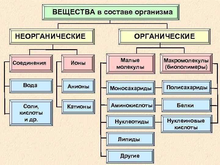  ВЕЩЕСТВА в составе организма НЕОРГАНИЧЕСКИЕ ОРГАНИЧЕСКИЕ Соединения Ионы Малые Макромолекулы молекулы (биополимеры) Вода