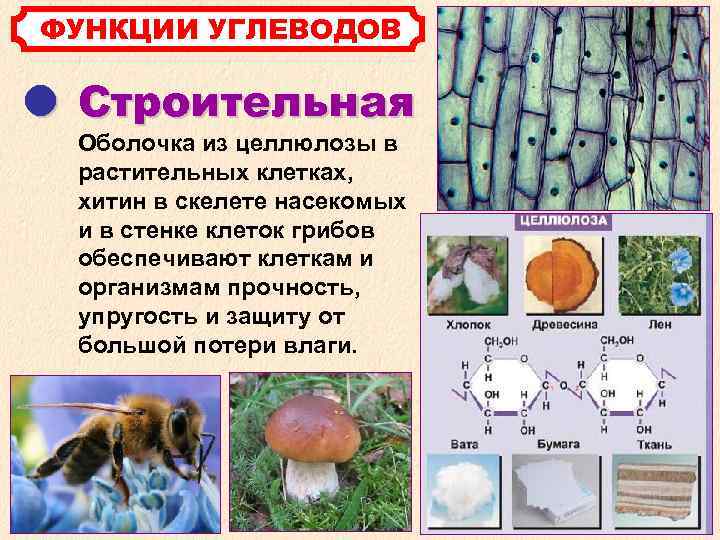 ФУНКЦИИ УГЛЕВОДОВ Строительная Оболочка из целлюлозы в растительных клетках, хитин в скелете насекомых и