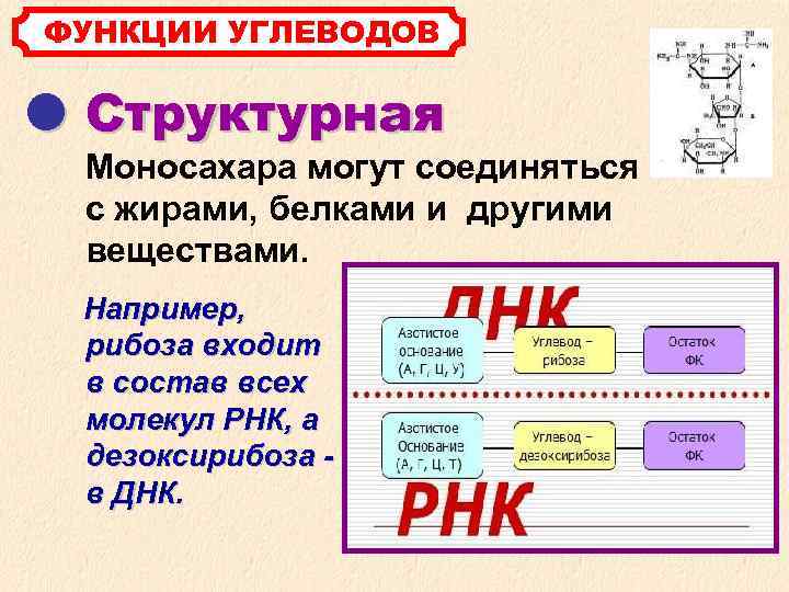 ФУНКЦИИ УГЛЕВОДОВ Структурная Моносахара могут соединяться с жирами, белками и другими веществами. Например, рибоза