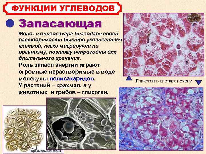 ФУНКЦИИ УГЛЕВОДОВ Запасающая Моно- и олигосахара благодаря своей растворимости быстро усваиваются клеткой, легко мигрируют