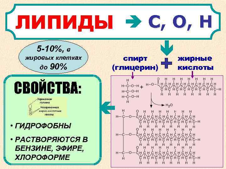  ЛИПИДЫ С, О, Н 5 -10%, в жировых клетках спирт жирные до 90%