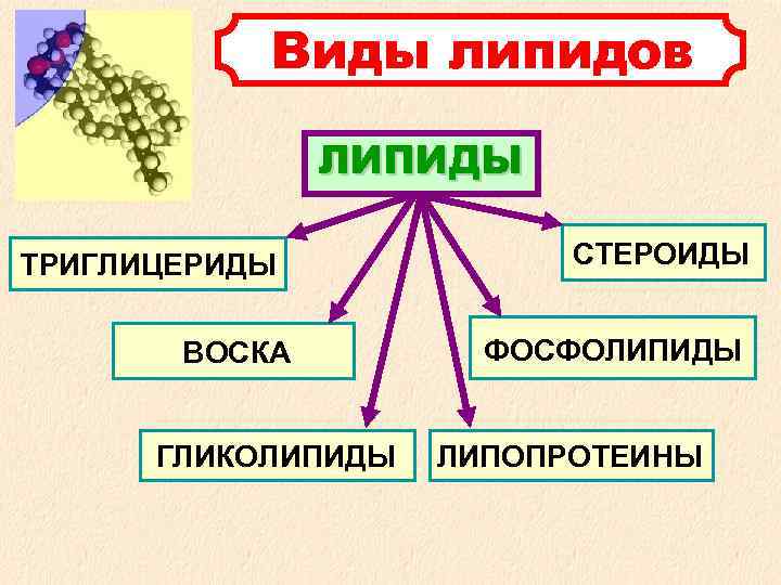  Виды липидов ЛИПИДЫ ТРИГЛИЦЕРИДЫ СТЕРОИДЫ ВОСКА ФОСФОЛИПИДЫ ГЛИКОЛИПИДЫ ЛИПОПРОТЕИНЫ 