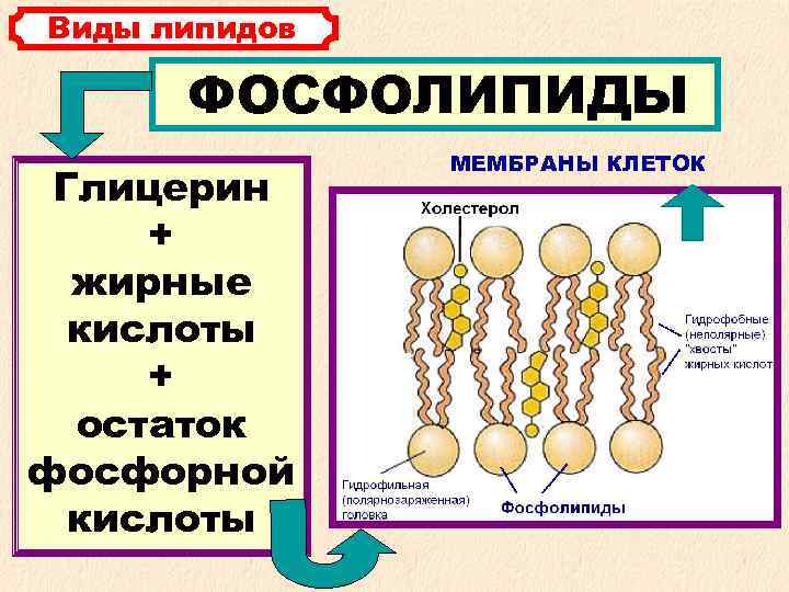 Виды липидов ФОСФОЛИПИДЫ МЕМБРАНЫ КЛЕТОК Глицерин + жирные кислоты + остаток фосфорной кислоты 