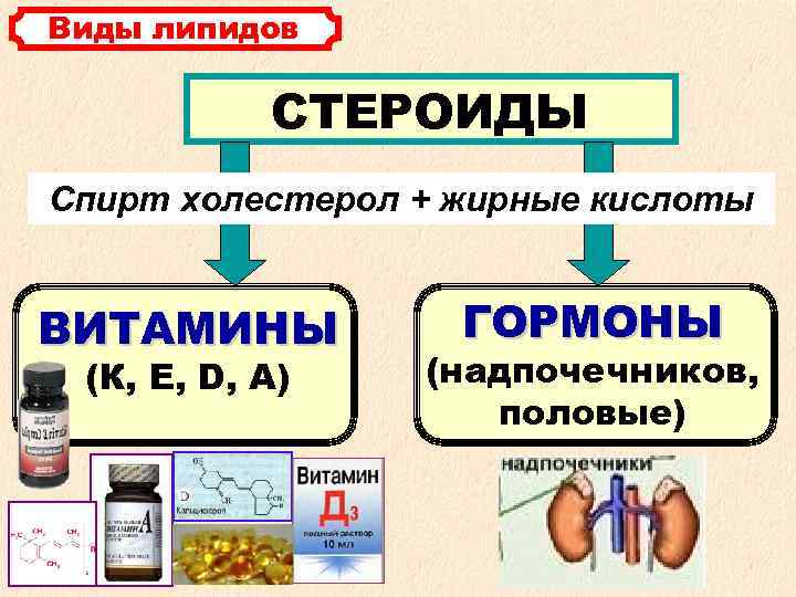 Виды липидов СТЕРОИДЫ Спирт холестерол + жирные кислоты ВИТАМИНЫ ГОРМОНЫ ГОРМОНЫ (К, E, D,