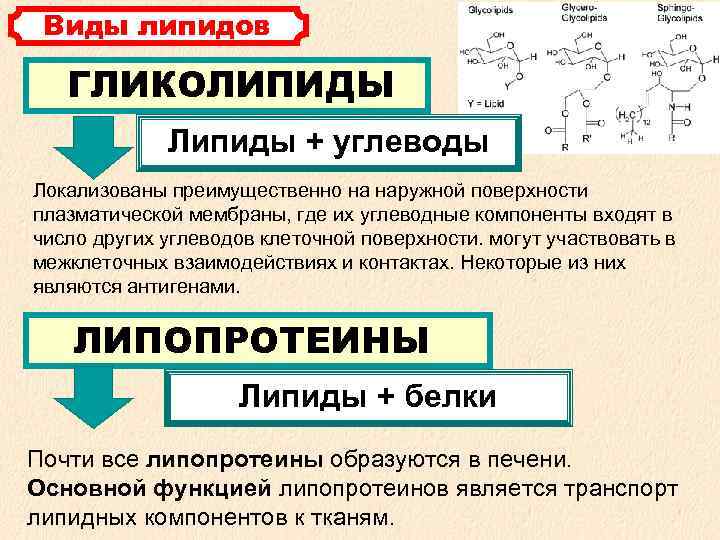  Виды липидов ГЛИКОЛИПИДЫ Липиды + углеводы Локализованы преимущественно на наружной поверхности плазматической мембраны,