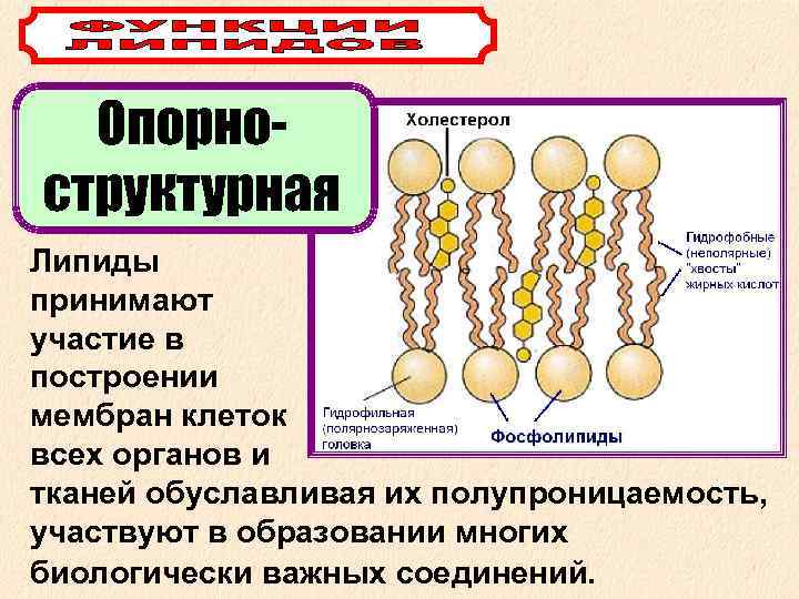  Опорно- структурная Липиды принимают участие в построении мембран клеток всех органов и тканей