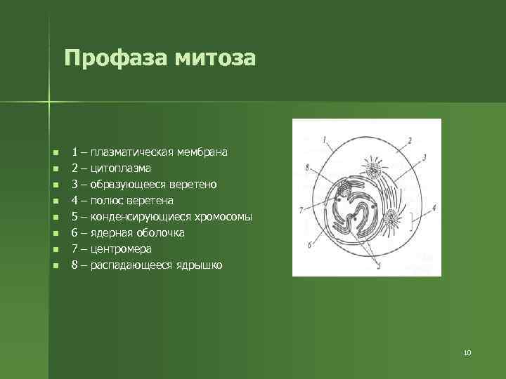 Профаза митоза n 1 – плазматическая мембрана n 2 Профаза митоза n 1 – плазматическая мембрана n 2