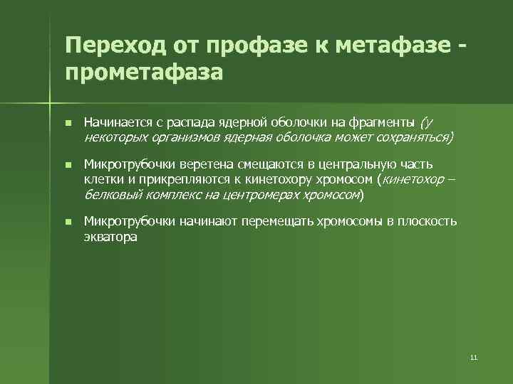 Переход от профазе к метафазе - прометафаза n Начинается с распада ядерной оболочки Переход от профазе к метафазе - прометафаза n Начинается с распада ядерной оболочки