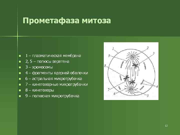 Прометафаза митоза n 1 – плазматическая мембрана n 2, Прометафаза митоза n 1 – плазматическая мембрана n 2,