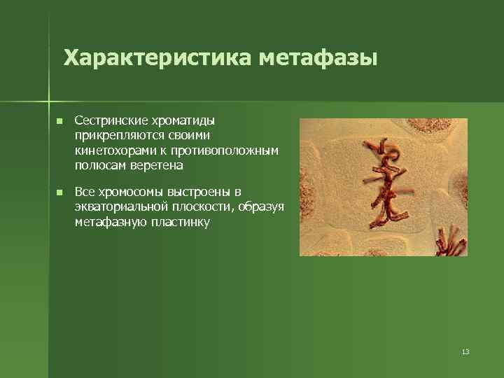 Характеристика метафазы n Сестринские хроматиды прикрепляются своими кинетохорами к противоположным полюсам Характеристика метафазы n Сестринские хроматиды прикрепляются своими кинетохорами к противоположным полюсам