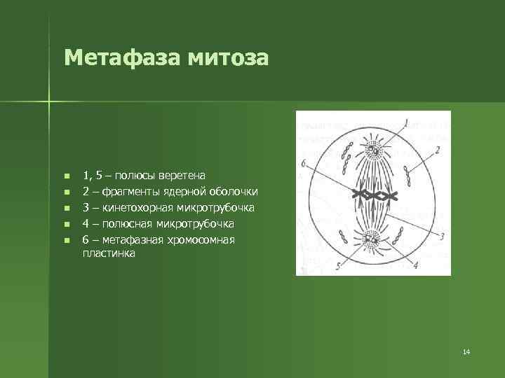 Метафаза митоза n 1, 5 – полюсы веретена n 2 – фрагменты Метафаза митоза n 1, 5 – полюсы веретена n 2 – фрагменты